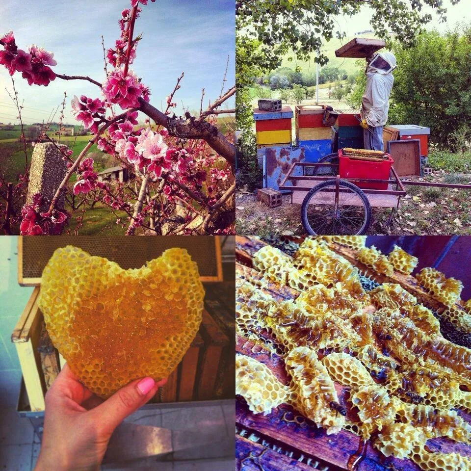 Beekeeping at Natural Reserve Verdemare