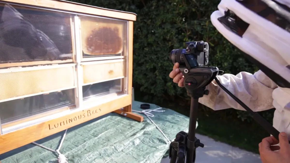 Camera filming the transparent beehive for waggle dance analysis