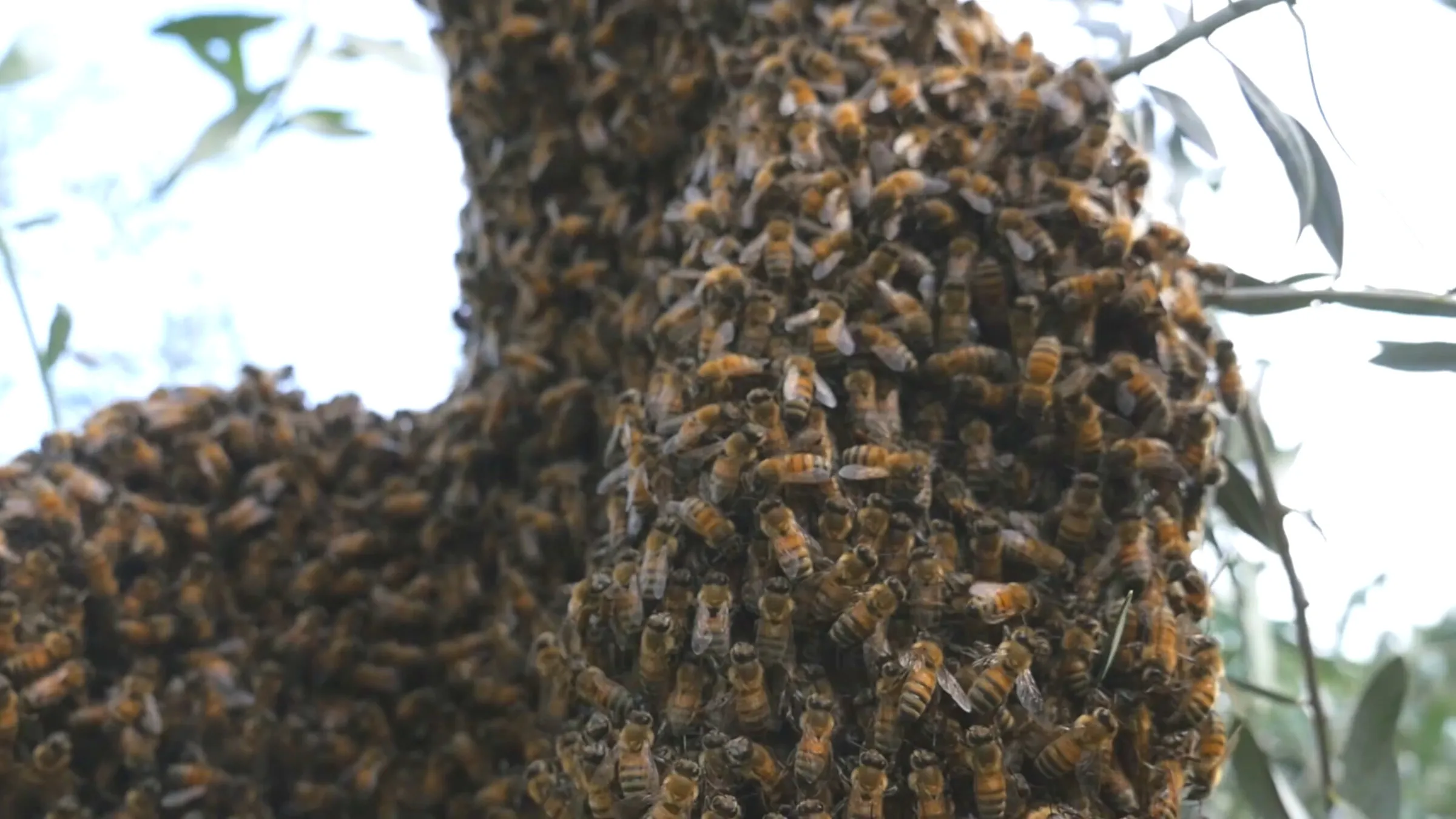 Bee swarm, the biological inspiration for SuperOrganism