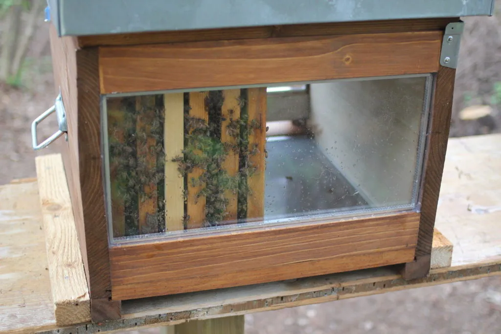 Hive interior with visible bee frames