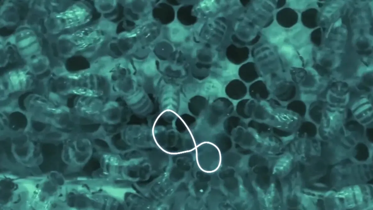 Waggle dance computer vision tracking